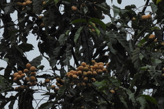 Aglaia lawii