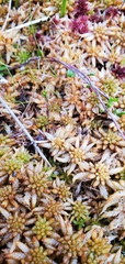 Sphagnum fuscum