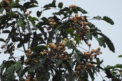 Aglaia lawii