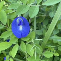 Clitoria ternatea