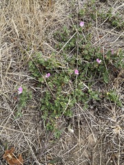 Ononis spinosa procurrens