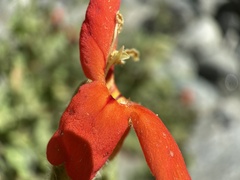 Erythranthe cardinalis