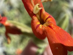 Erythranthe cardinalis
