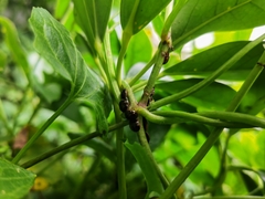 Brachyplatys subaeneus