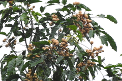 Aglaia lawii