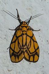 Cyme euprepioides
