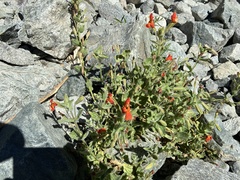 Erythranthe cardinalis