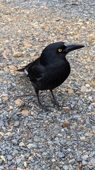 Strepera graculina