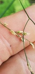 Glyceria striata