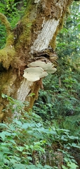 Ganoderma brownii