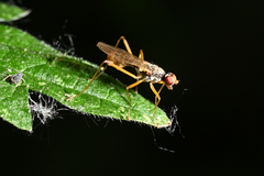 Neria commutata