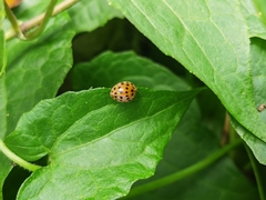 Henosepilachna vigintioctopunctata
