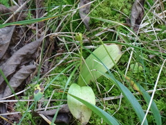 Liparis loeselii