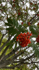Sorbus aucuparia