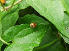 Henosepilachna vigintioctopunctata