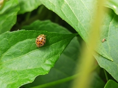 Henosepilachna vigintioctopunctata