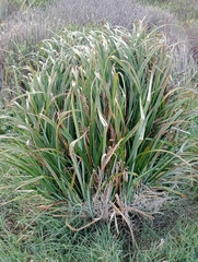 Carex trifida