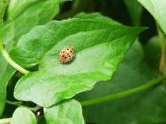 Henosepilachna vigintioctopunctata