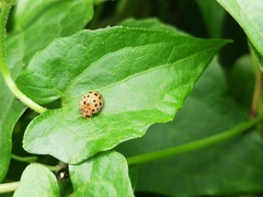 Henosepilachna vigintioctopunctata