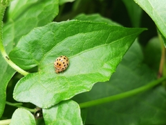 Henosepilachna vigintioctopunctata