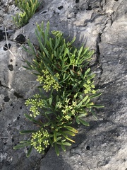 Crithmum maritimum
