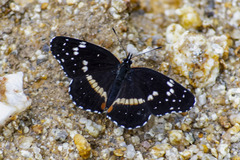 Chlosyne lacinia crocale