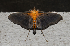 Filodes fulvidorsalis