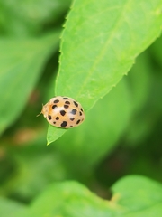 Henosepilachna vigintioctopunctata