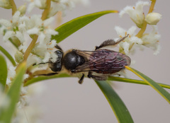 Goniocolletes