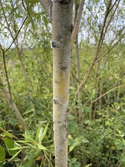 Salix × fragilis