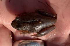 Hyperolius parallelus