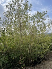 Salix × fragilis