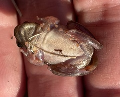 Hyperolius parallelus