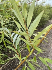 Salix × fragilis