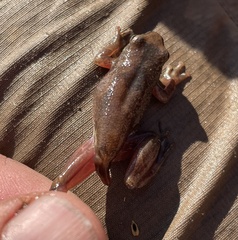 Hyperolius parallelus