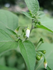 Solanum nigrum