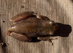 Hyperolius parallelus