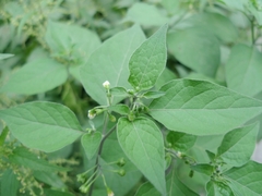 Solanum nigrum