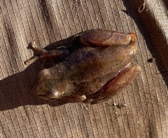 Hyperolius parallelus
