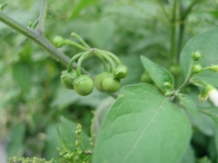 Solanum nigrum