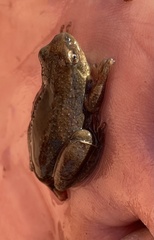 Hyperolius parallelus