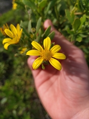 Osteospermum