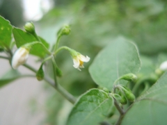 Solanum nigrum