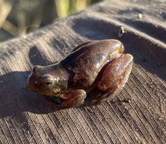 Hyperolius parallelus