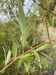 Salix × fragilis