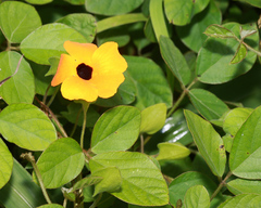 Thunbergia alata