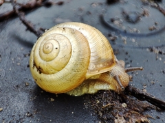 Caucasotachea vindobonensis