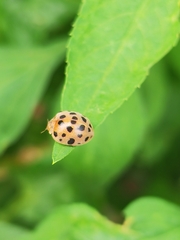 Henosepilachna vigintioctopunctata