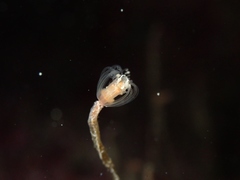 Ectopleura