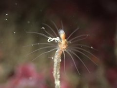 Ectopleura